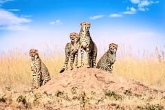 Best of Africa