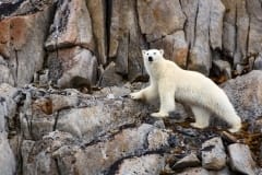 Best of Arctic